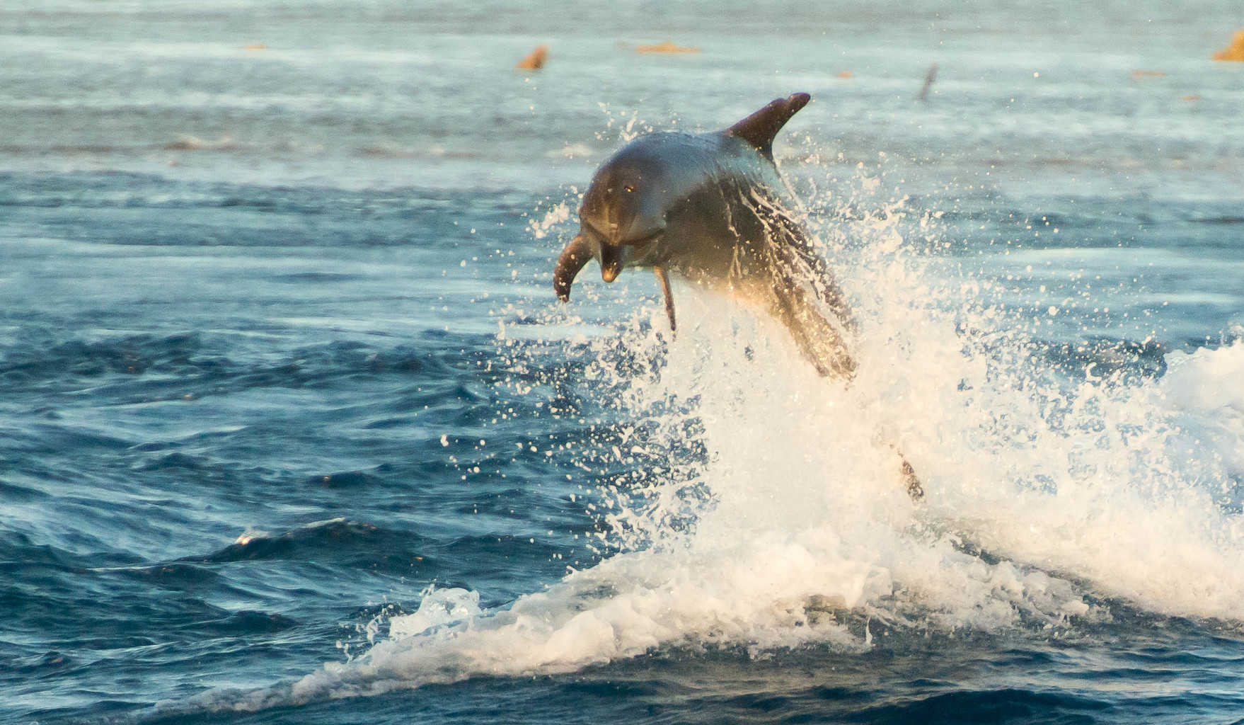 Qamea Honeymoon Bure Exterior