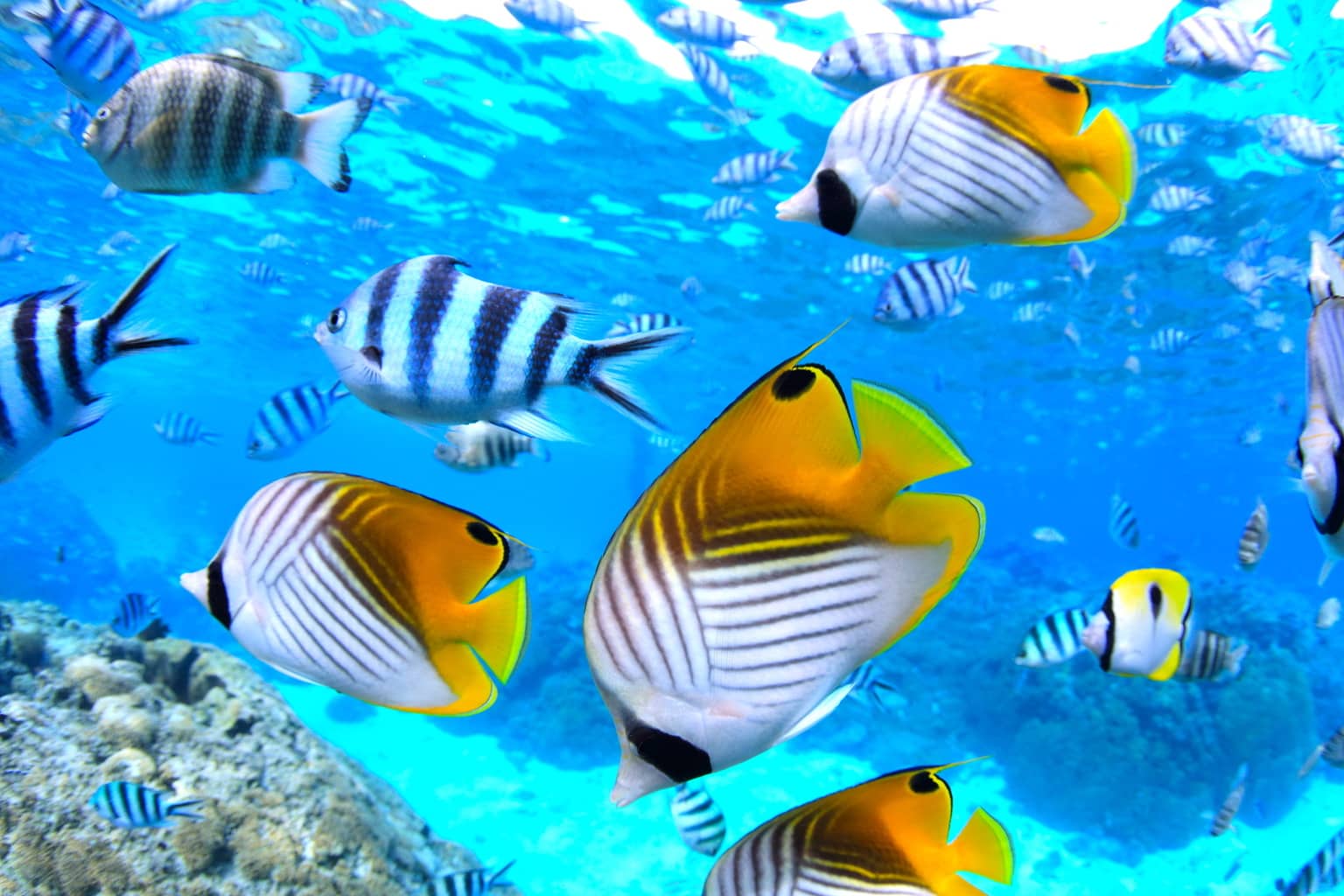 Qamea Honeymoon Bure Exterior