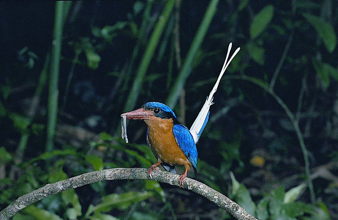 Qamea Honeymoon Bure Exterior