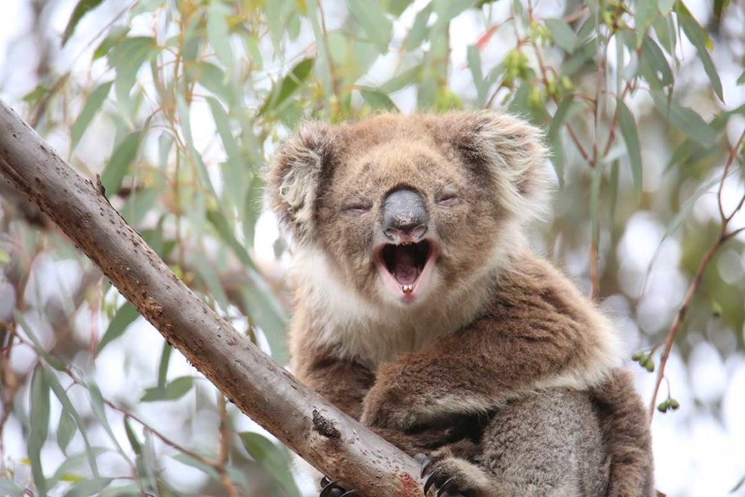 Koalas and Kangaroos in the Wild Melbourne Australia Travel Pacific