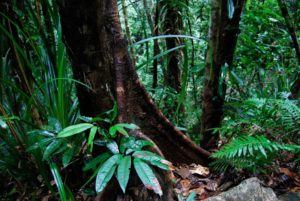 Walkabout Cultural Tours Daintree Port Douglas Australia