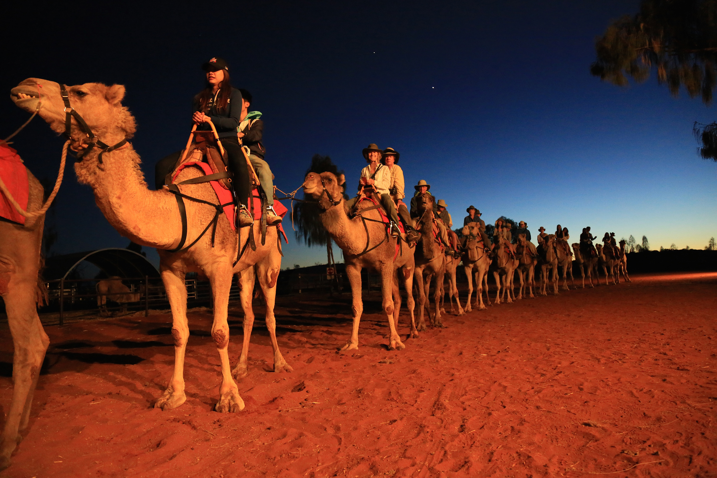 camel safari uluru