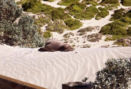 Seal Bay Seal Bay, Kangaroo Island, South Australia