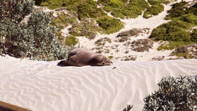 Seal Bay Seal Bay, Kangaroo Island, South Australia