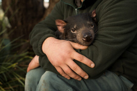Keeper Greg Irons holding a young Tasmanian Devil at Bonorong Wildlife Sanctuary Tasmanian Devil, Bonorong Wildlife Sanctuary, Tasmania Australia