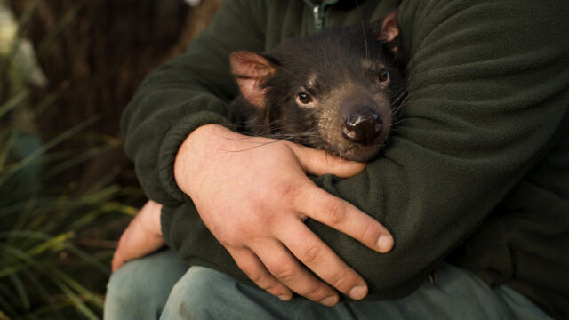 Keeper Greg Irons holding a young Tasmanian Devil at Bonorong Wildlife Sanctuary Tasmanian Devil, Bonorong Wildlife Sanctuary, Tasmania Australia