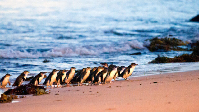 Phillip Island Penguin Parade Phillip Island Penguin Parade, Australia