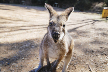 Kangaroo Kangaroo, Blue Mountains National Park Australia