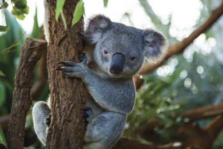 Koala at WILD LIFE Sydney Zoo Koala at WILD LIFE Sydney Zoo, Sydney, NSW , Australia