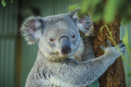 Koala at WILD LIFE Sydney Zoo Koala at WILD LIFE Sydney Zoo, Sydney, NSW , Australia