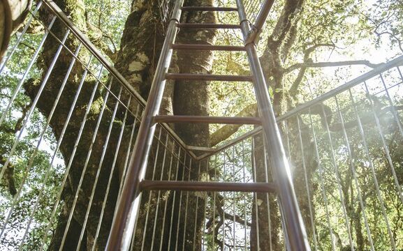 O’Reilly’s, Lamington National Park, QLD