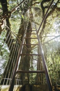 O’Reilly’s, Lamington National Park, QLD