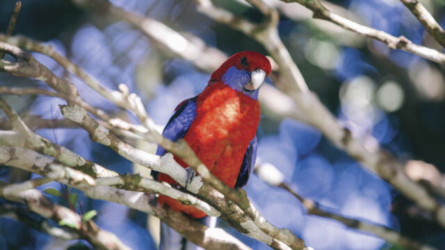 O'Reilly's, Lamington National Park, QLD O'Reilly's, Lamington National Park, QLD