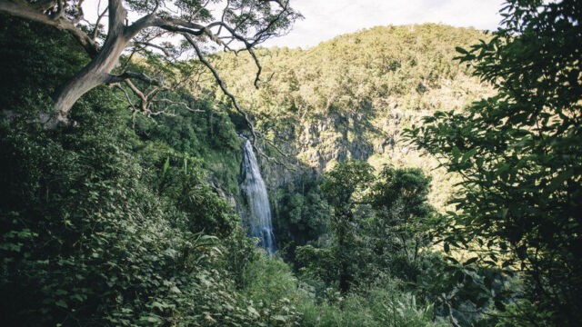 O’Reilly’s, Lamington National Park O’Reilly’s, Lamington National Park, QLD