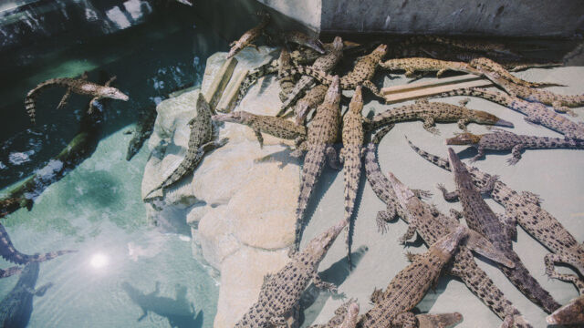 Crocosaurus Cove, Baby Crocodiles Crocosaurus Cove, Baby Crocodiles, Darwin, NT Australia