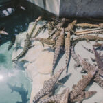 Crocosaurus Cove, Baby Crocodiles Crocosaurus Cove, Baby Crocodiles, Darwin, NT Australia