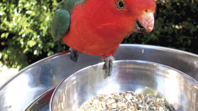 O’Reilly’s, Lamington National Park O’Reilly’s, Lamington National Park, QLD