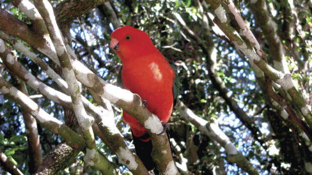 O’Reilly’s, Lamington National Park, QLD Bird, O’Reilly’s, Lamington National Park, QLD