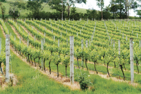 Balgownie Estate Balgownie Estate, Yarra Valley, Australia