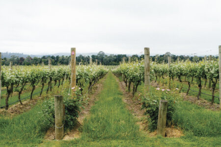 Domaine Chandon Vineyard Domaine Chandon Vineyard, Yarra Valley, Australia