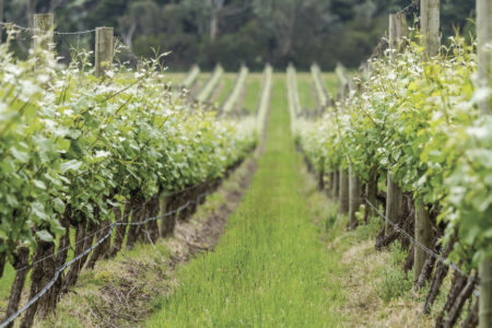 Vineyard, Domaine Chandon Winery Vineyard, Domaine Chandon Winery, Yarra Valley, Australia