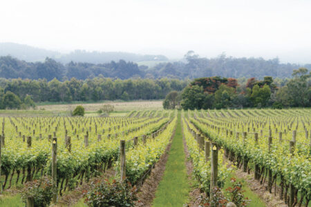 Vineyard, Domaine Chandon Winery Vineyard, Domaine Chandon Winery, Yarra Valley, Australia