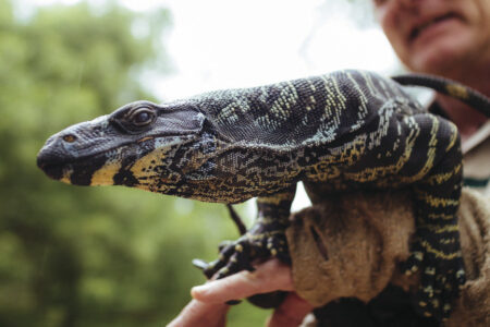 Healesville Sanctuary Reptile Reptile, Healesville Sanctuary, Yarra Valley, Australia