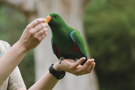 Healesville Sanctuary Bird, Healesville Sanctuary, Yarra Valley, Australia
