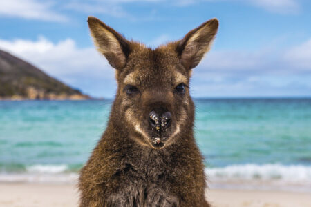 Wallaby on Wineglass Bay Beach Wallaby on Wineglass Bay Beach, Freycinet, TAS, Australia