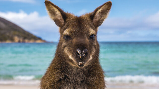 Wallaby on Wineglass Bay Beach Wallaby on Wineglass Bay Beach, Freycinet, TAS, Australia
