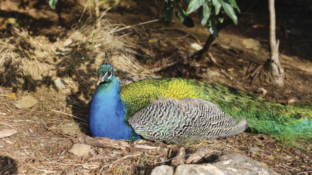 Peafowl, Launceston-Cataract Gorge Reserve, First Basin and Cliff Grounds Peafowl, Launceston, TAS Australia
