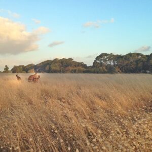 Kangaroos Kangaroos, Kangaroo Island, SA Australia