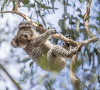 Koala at Hanson's Bay Sanctuary Koala