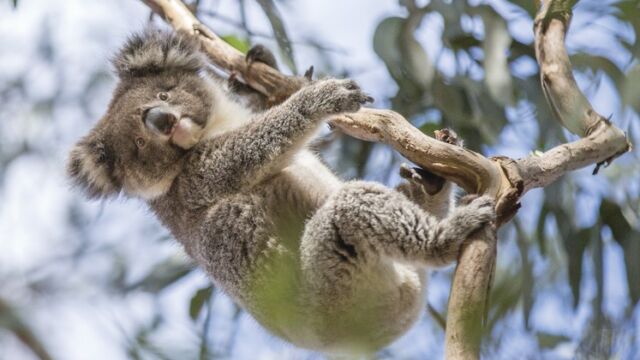 Koala at Hanson's Bay Sanctuary Koala