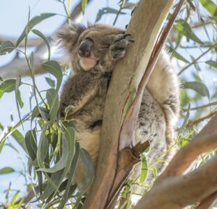Tired koala at Hanson's Bay Sanctuary Tired koala at Hanson's Bay Sanctuary Kangaroo Island Australia