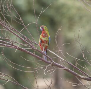 Parrot at Hanson's Bay Sanctuary Parrot at Hanson's Bay Sanctuary Kangaroo Island Australia