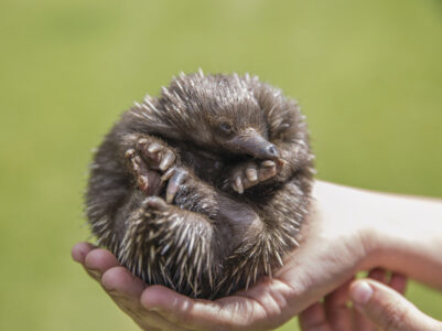 Baby echidna at Kangaroo Island Wildlife Park Baby echidna at Kangaroo Island Wildlife Park Australia