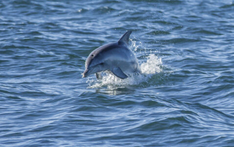 Dolphin Dolphin, Kangaroo Island, SA