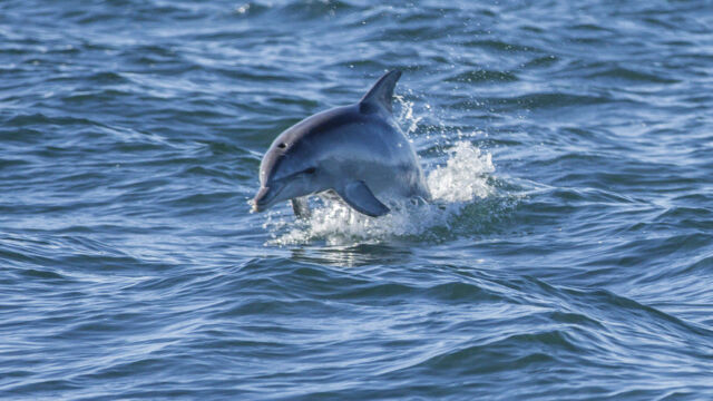 Dolphin Dolphin, Kangaroo Island, SA