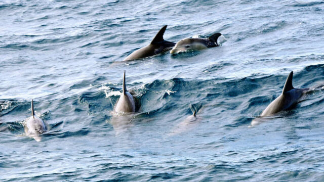 Dolphins, Coral Bay, Ningaloo Marine Park Dolphins, Coral Bay, Ningaloo Marine Park Australia