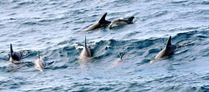 Dolphins, Coral Bay, Ningaloo Marine Park Dolphins, Coral Bay, Ningaloo Marine Park Australia