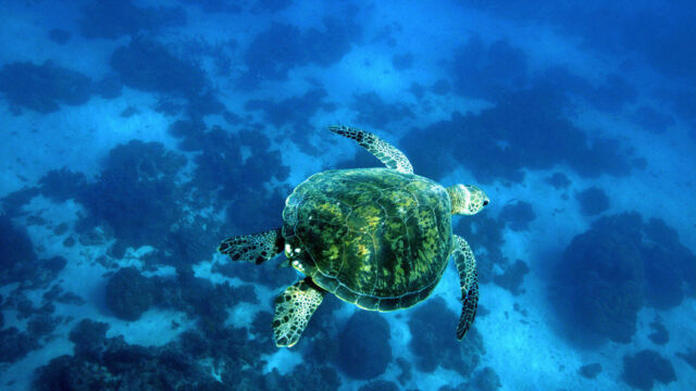 Coral Bay marine turtle, Ningaloo Reef Marine Turtle, Coral Bay, Ningaloo Marine Park, Australia