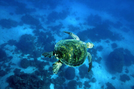 Coral Bay marine turtle, Ningaloo Reef Marine Turtle, Coral Bay, Ningaloo Marine Park, Australia