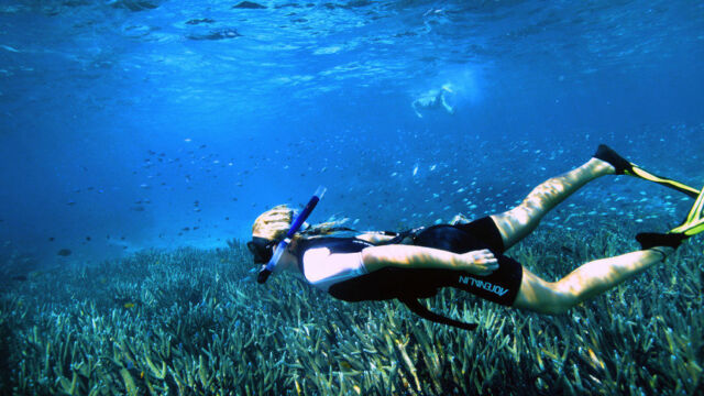 Coral Bay snorkelling tour and wildlife cruise, Ningaloo Reef Coral Bay snorkelling tour and wildlife cruise, Ningaloo Reef Australia