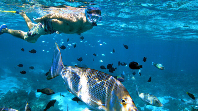 Coral Bay snorkelling tour and wildlife cruise, Ningaloo Marine Park Coral Bay snorkelling tour and wildlife cruise, Ningaloo Marine Park, Australia