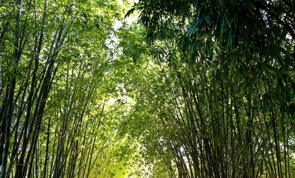 Botanic Gardens, Brisbane Botanic Gardens, Brisbane, QLD