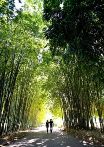 Botanic Gardens, Brisbane Botanic Gardens, Brisbane, QLD