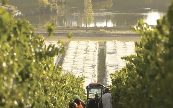 Josef Chromy: Hand picking fruit Josef Chromy: Hand picking fruit, Launceston-Tamar Valley, TAS Australia