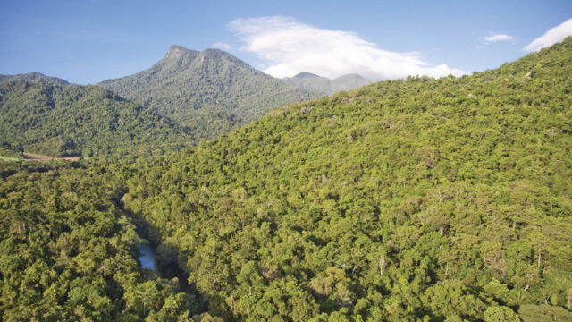 Mt Demi Rainforest, Daintree National Park, Wet Tropics Mt Demi Rainforest, Daintree National Park, Wet Tropics, QLD Australia