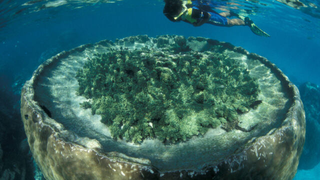 Snorkelling, Ningaloo Reef, Sal Salis Snorkelling, Ningaloo Reef, WA Sal Salis, Luxury Lodges of Australia, Western Australia